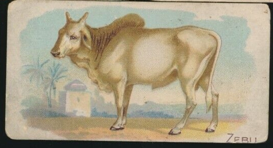 Zebu